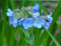 Pulmonaria montanaSmal longkruid  bestellen